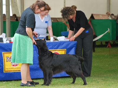 Galleywood Rosy Blenheim