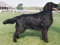 Click here for more information about Cariena's Thirtyfour-four (SH CH & NUCH)
